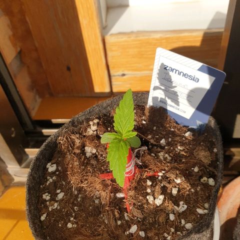 Insomnia growlog timeline photo