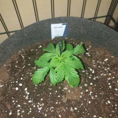 Insomnia growlog timeline photo