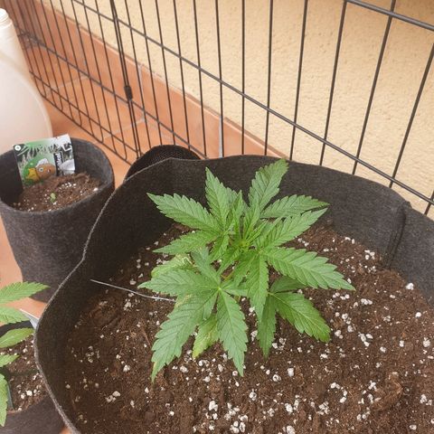 Insomnia growlog timeline photo