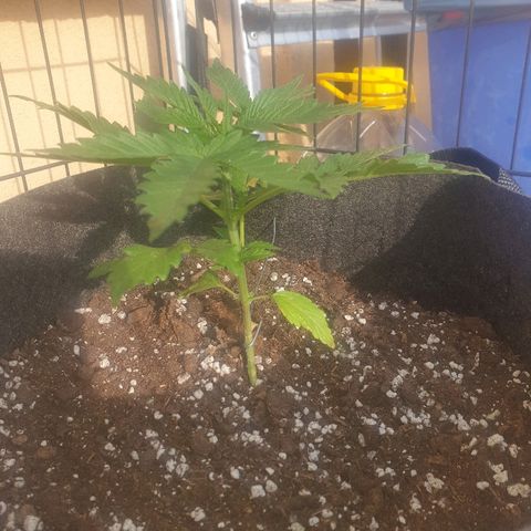 Insomnia growlog timeline photo