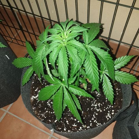 Insomnia growlog timeline photo