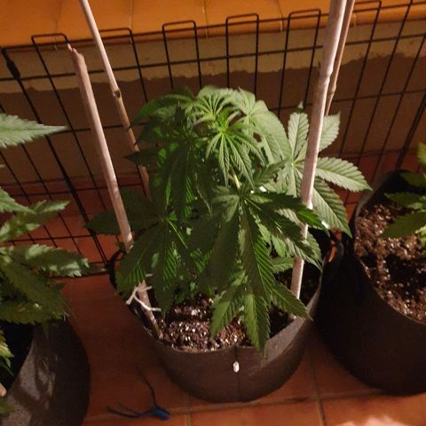 Insomnia growlog timeline photo