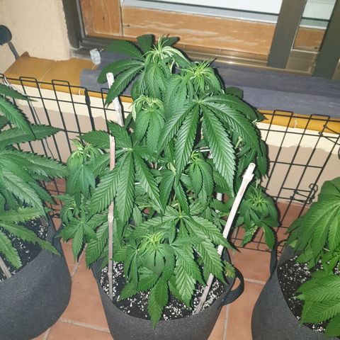 Insomnia growlog timeline photo