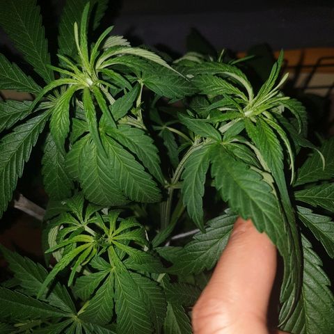 Insomnia growlog timeline photo