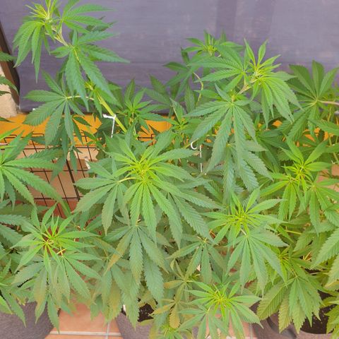 Insomnia growlog timeline photo