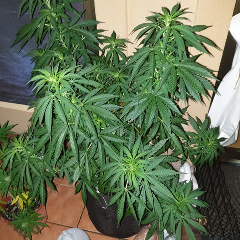 Insomnia growlog timeline photo