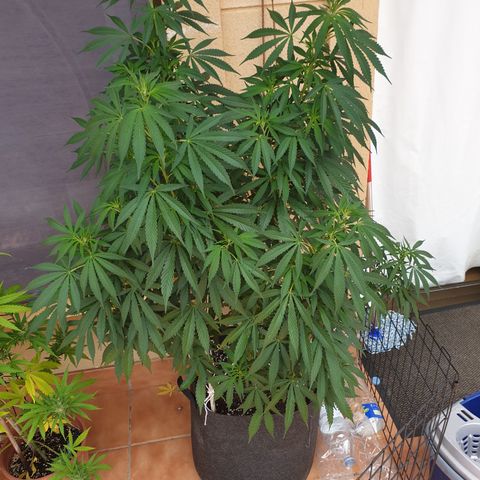 Insomnia growlog timeline photo