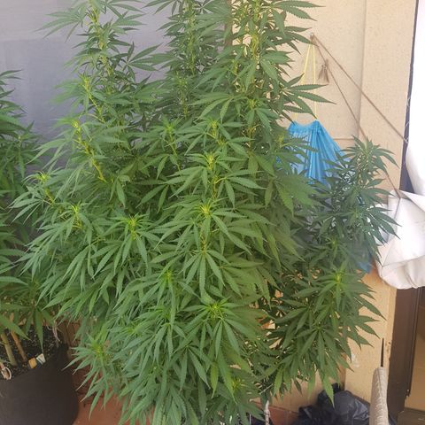 Insomnia growlog timeline photo