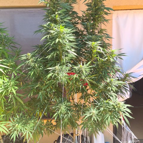 Insomnia growlog timeline photo