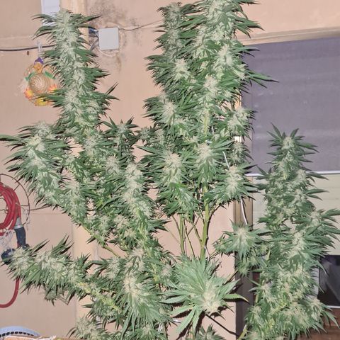 Insomnia growlog timeline photo