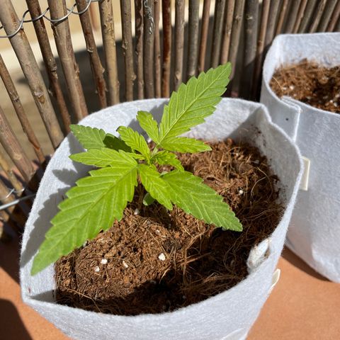 Sugar Black Rose 2 growlog timeline photo
