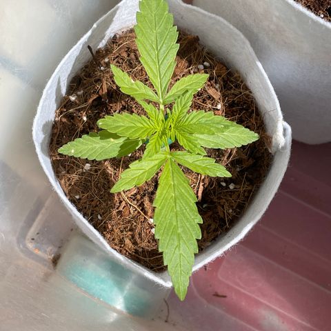 Sugar Black Rose 2 growlog timeline photo
