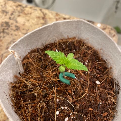 Tropicanna Poison 3 growlog timeline photo