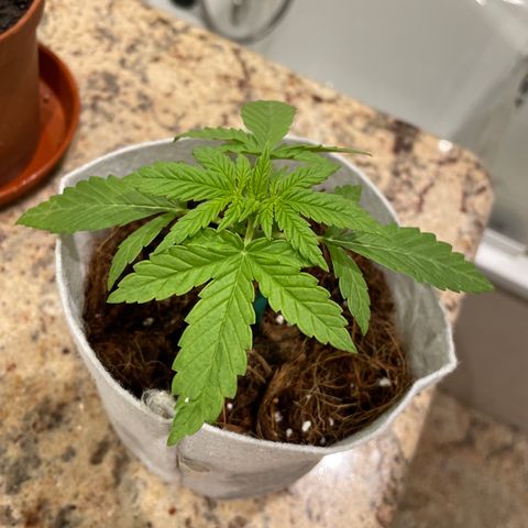 Sugar Black Rose 2 growlog timeline photo