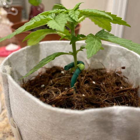Sugar Black Rose 2 growlog timeline photo