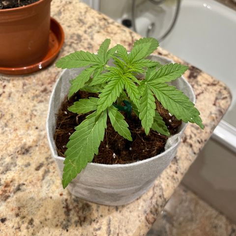 Sugar Black Rose 2 growlog timeline photo