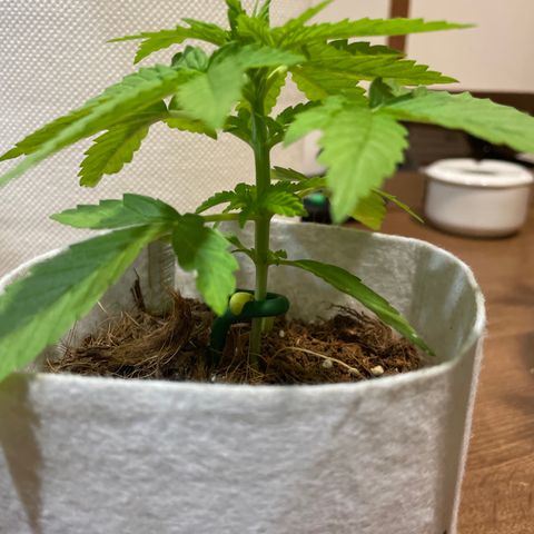 Sugar Black Rose 2 growlog timeline photo