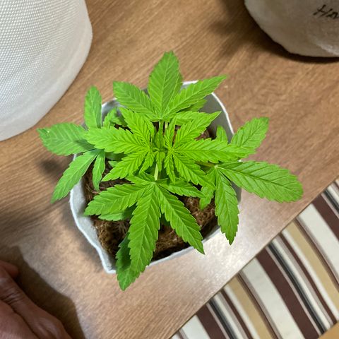 Sugar Black Rose 2 growlog timeline photo