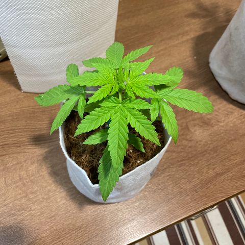 Sugar Black Rose 2 growlog timeline photo