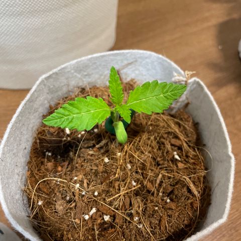 Tropicanna Poison 3 growlog timeline photo