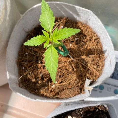 Tropicanna Poison 3 growlog timeline photo