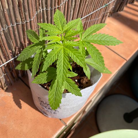 Sugar Black Rose 2 growlog timeline photo