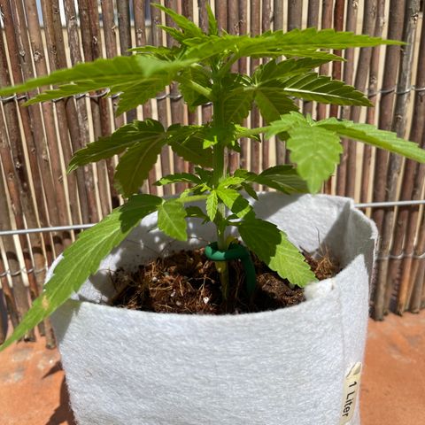 Sugar Black Rose 2 growlog timeline photo