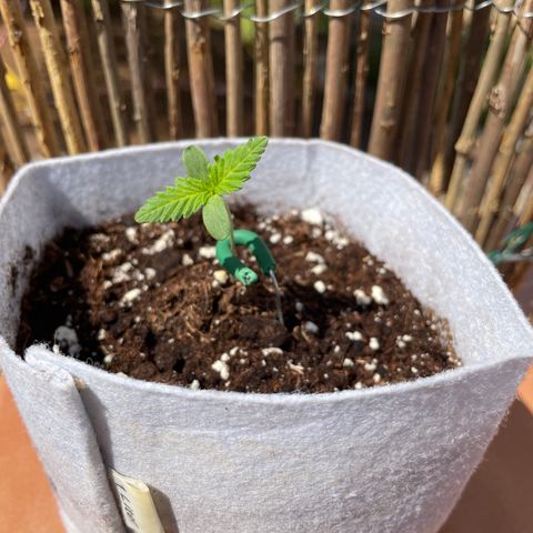 Sweet Skunk F1 Fast Version growlog timeline photo