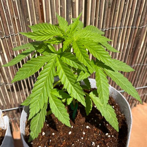 Sugar Black Rose 2 growlog timeline photo