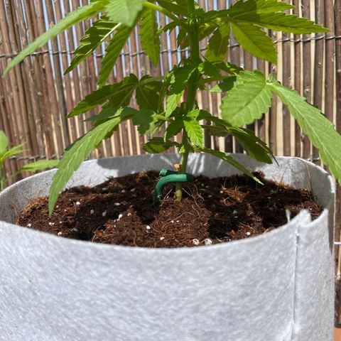 Sugar Black Rose 2 growlog timeline photo
