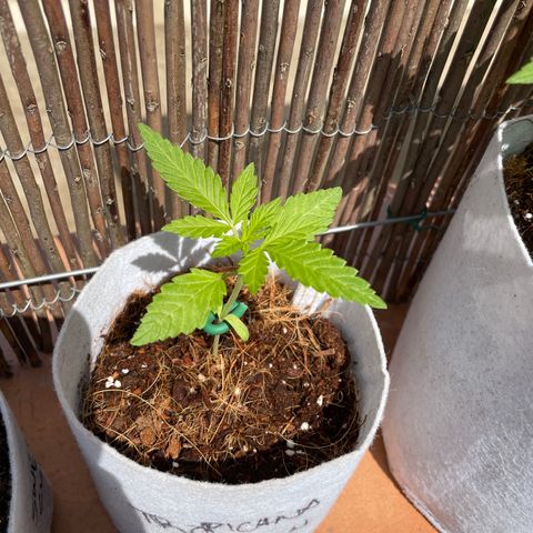Tropicanna Poison 3 growlog timeline photo
