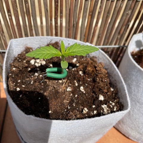 Sweet Skunk F1 Fast Version growlog timeline photo