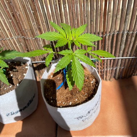 Tropicanna Poison 3 growlog timeline photo
