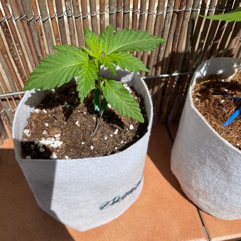 Sweet Skunk F1 Fast Version growlog timeline photo