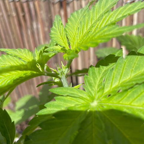 Sugar Black Rose 2 growlog timeline photo