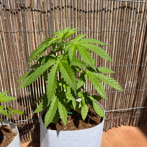 Sugar Black Rose 2 growlog timeline photo