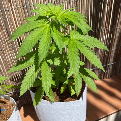 Sugar Black Rose 2 growlog timeline photo