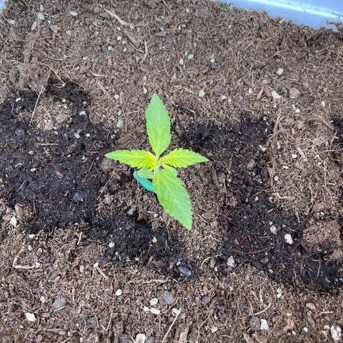 LSD-25 growlog timeline photo