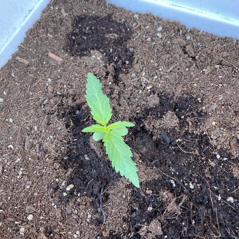 Green Posion XL Auto growlog timeline photo