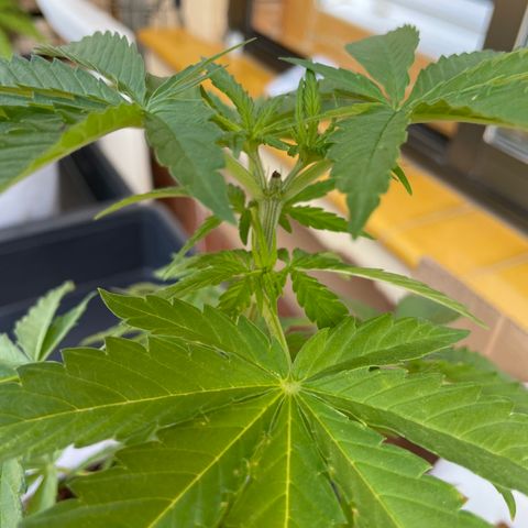 Sugar Black Rose 2 growlog timeline photo