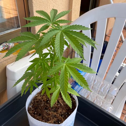 Sugar Black Rose 2 growlog timeline photo