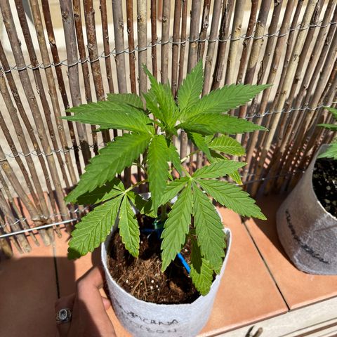 Tropicanna Poison 3 growlog timeline photo