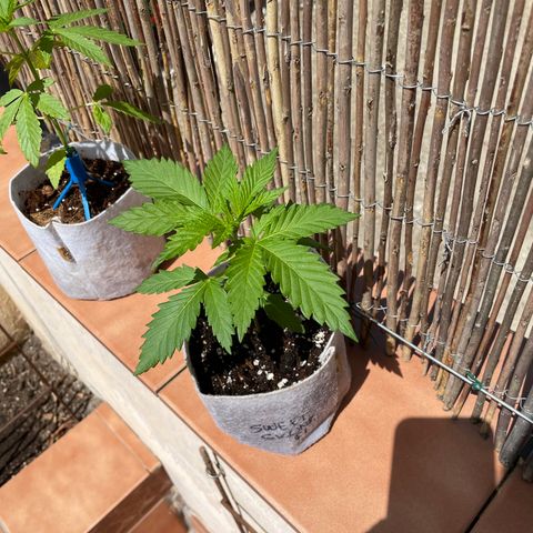 Sweet Skunk F1 Fast Version growlog timeline photo