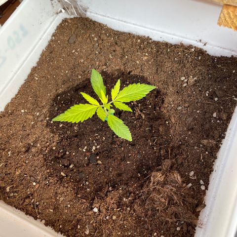 LSD-25 growlog timeline photo