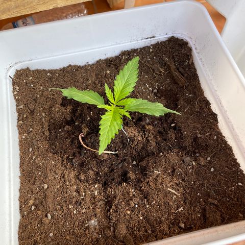 Green Posion XL Auto growlog timeline photo