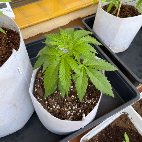 Sweet Skunk F1 Fast Version growlog timeline photo