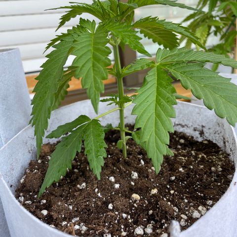 Sweet Skunk F1 Fast Version growlog timeline photo