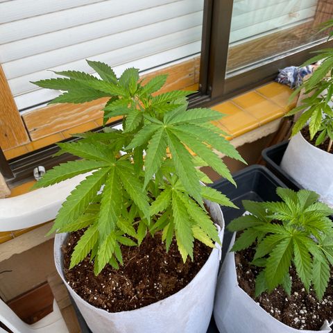 Sugar Black Rose 2 growlog timeline photo