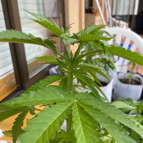 Sugar Black Rose 2 growlog timeline photo