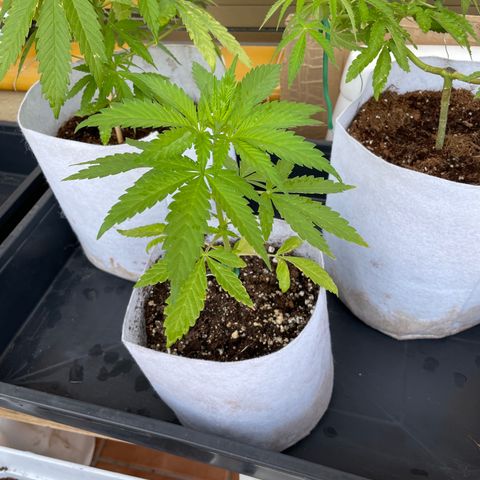 Tropicanna Poison 3 growlog timeline photo